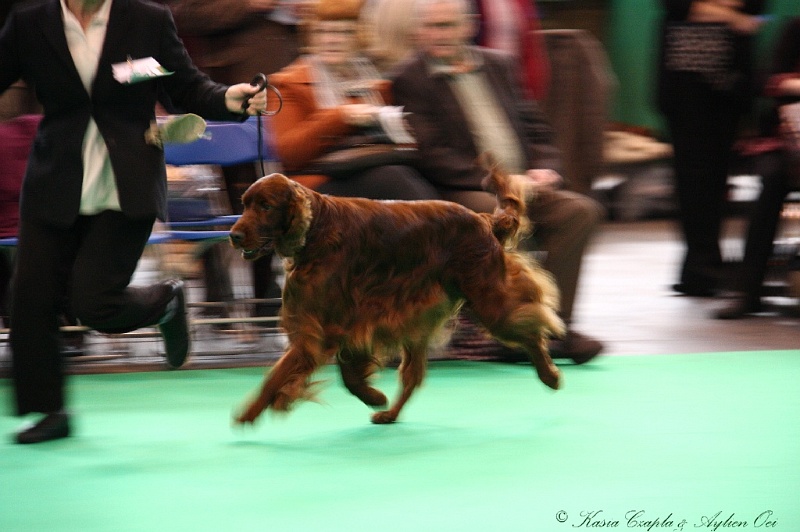 Crufts2011 389.jpg